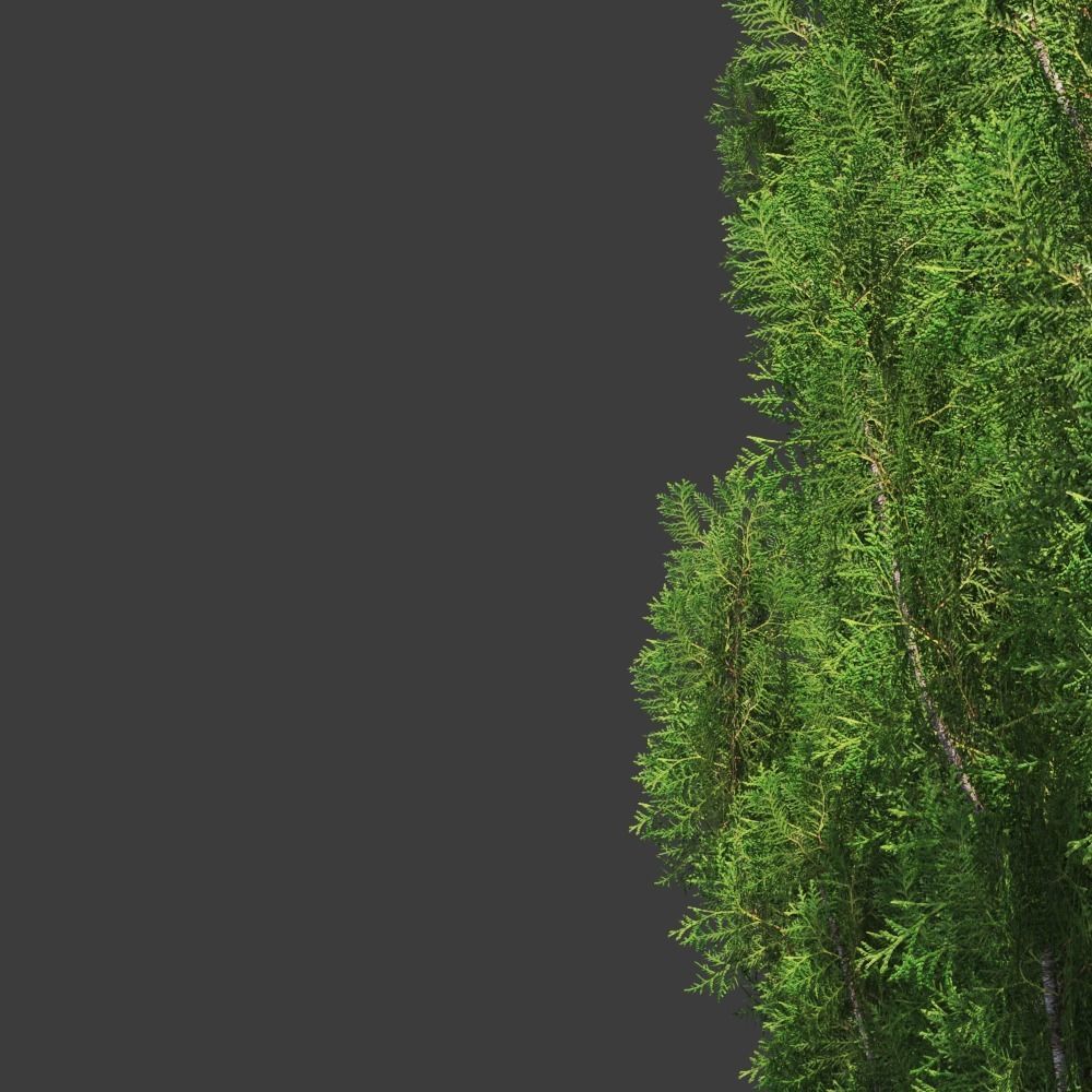 Cupressus 9-10m 3D model_2