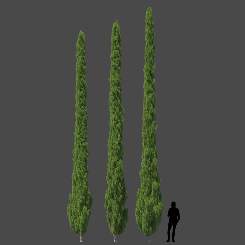 Cupressus 9-10m 3D model_1