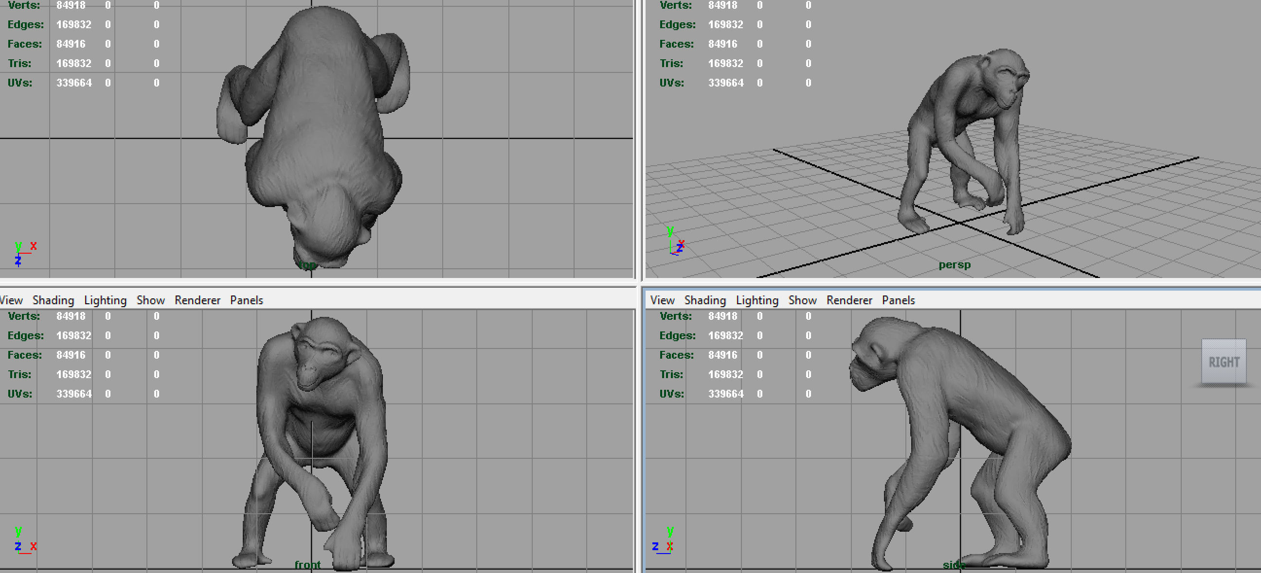 CHIMPANZEE 3D model_6