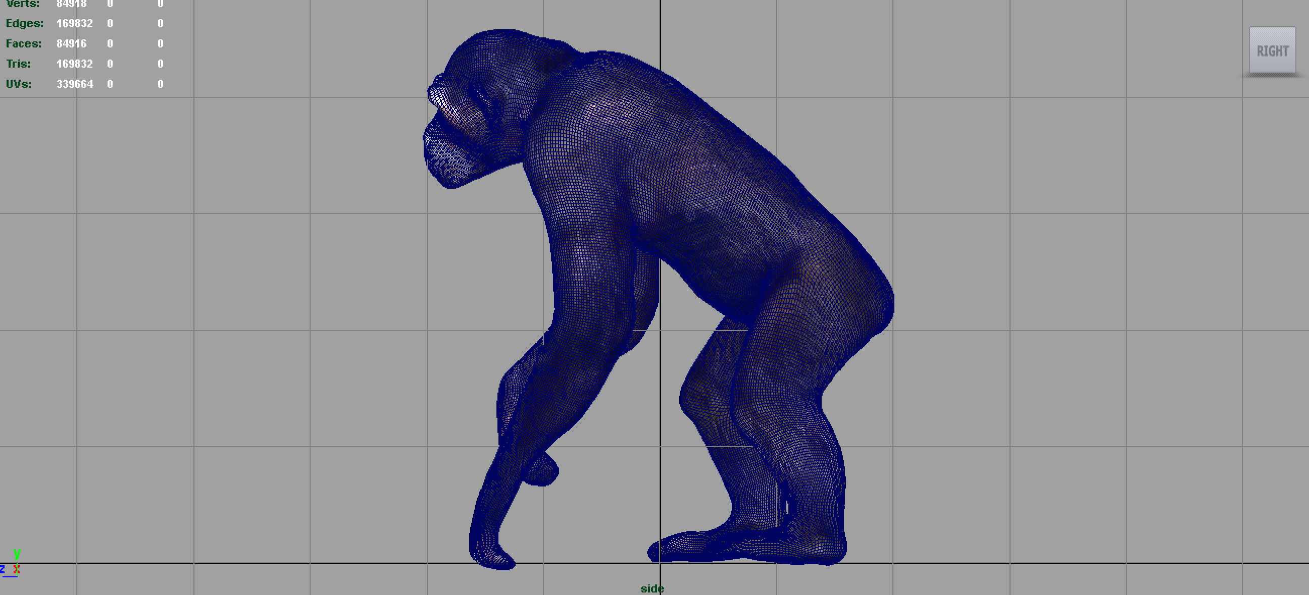 CHIMPANZEE 3D model_10