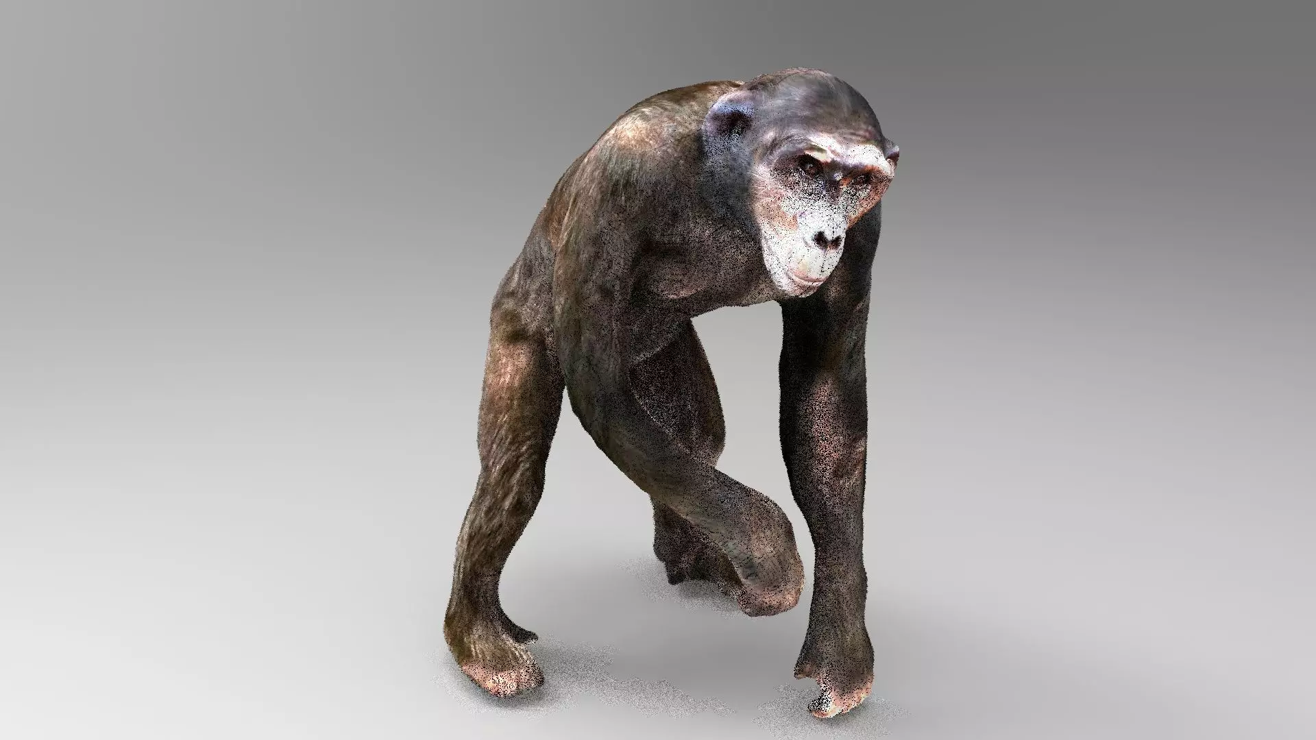 CHIMPANZEE 3D model_0