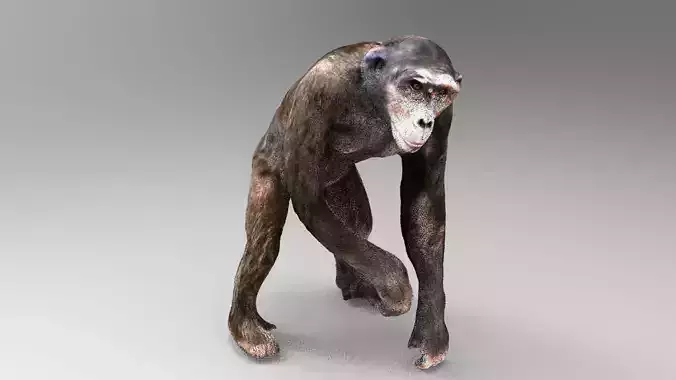 CHIMPANZEE