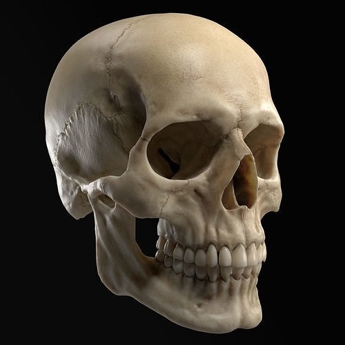 3D Realistic Human Skull model 3D model
