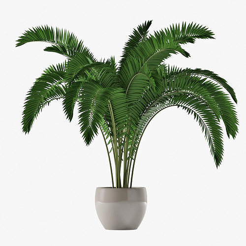 Palm 07 3D model