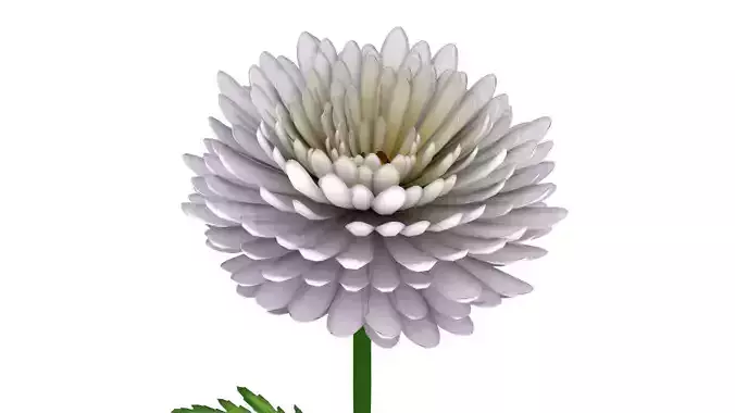 Chrysanthemum flower 3D model