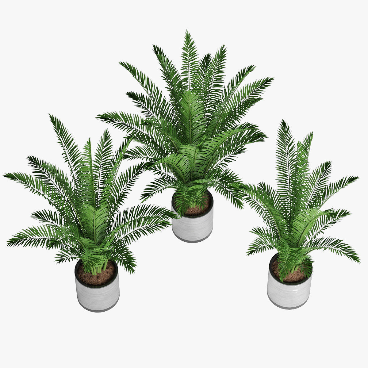 Palm 08 3D model_4