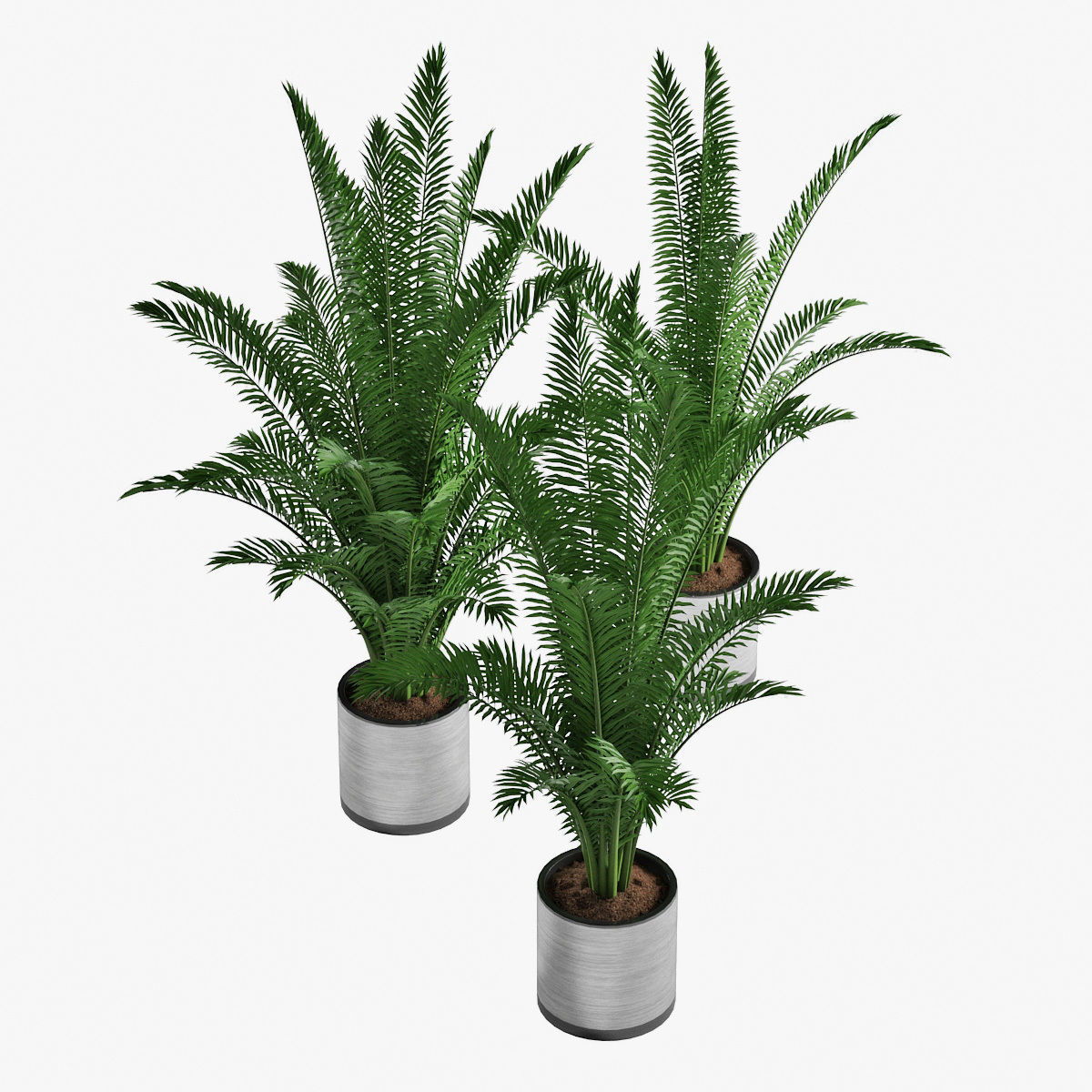 Palm 08 3D model_3