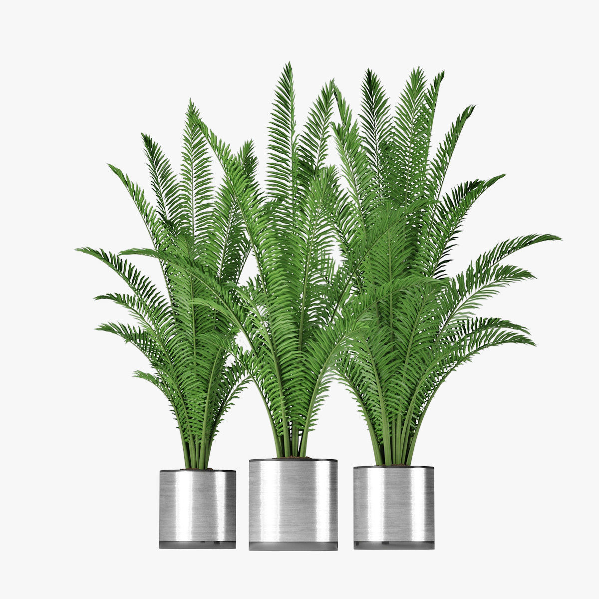 Palm 08 3D model_5