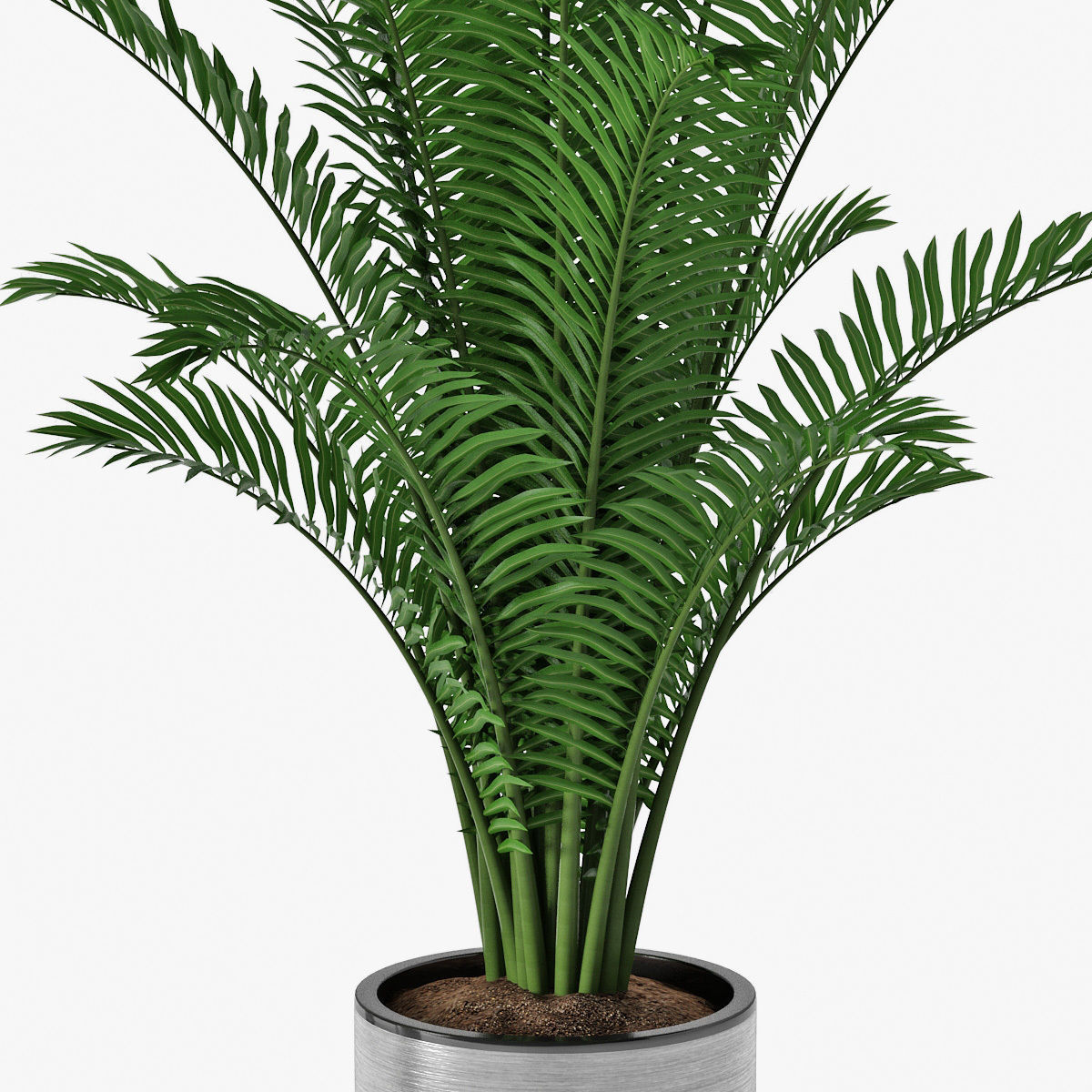 Palm 08 3D model_7
