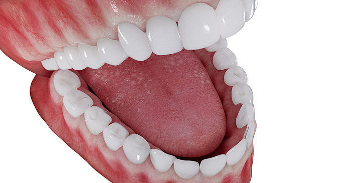 Photorealistic mouth gums and teeth 3D model