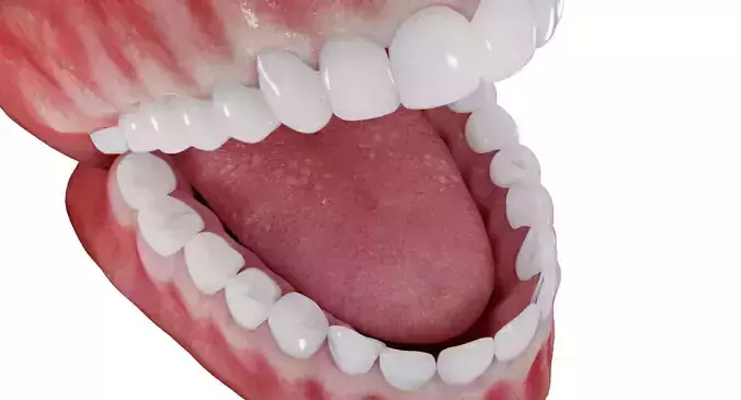 Photorealistic mouth gums and teeth 3D model