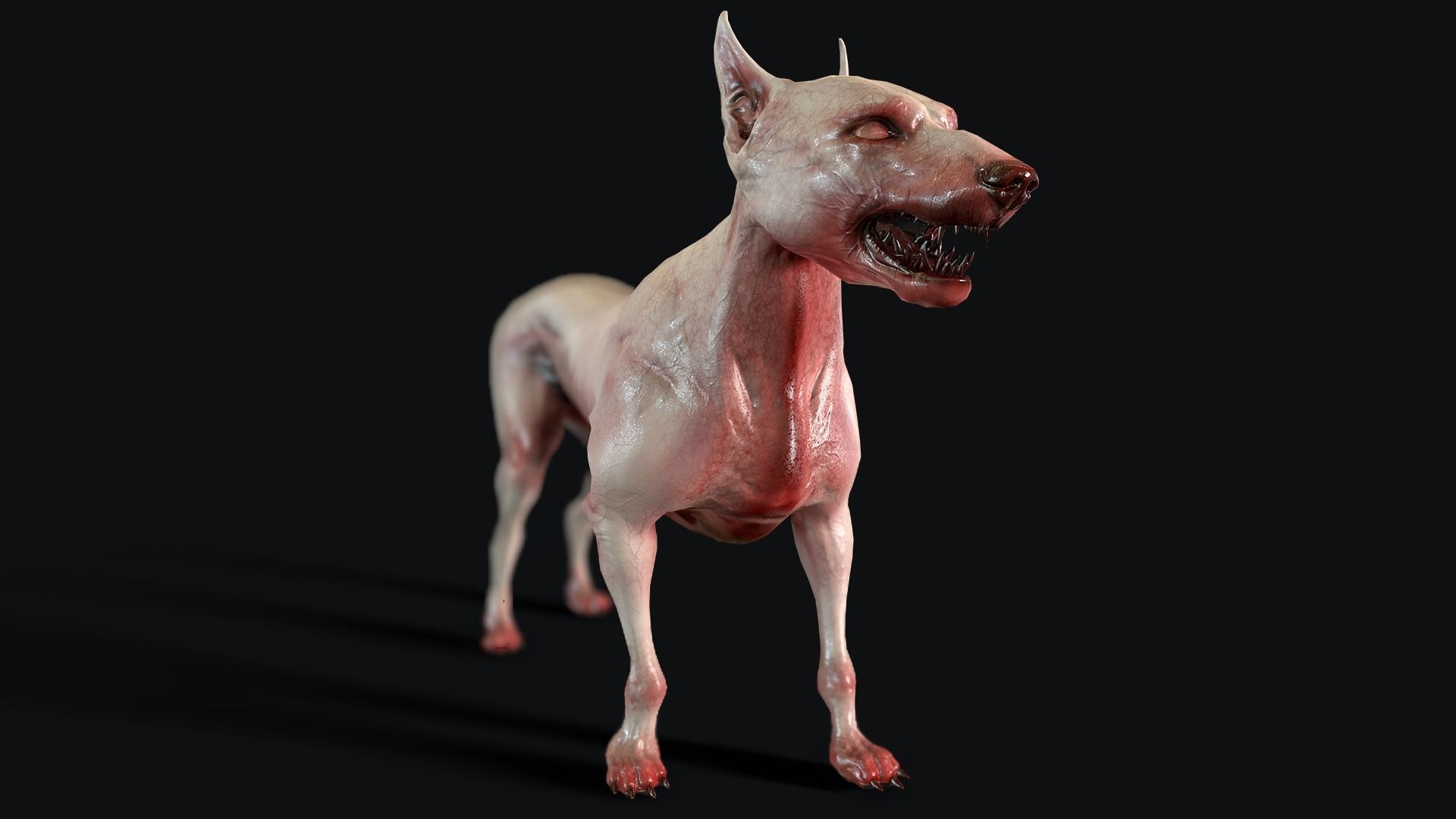 Combat Dog Low-poly 3D model_8