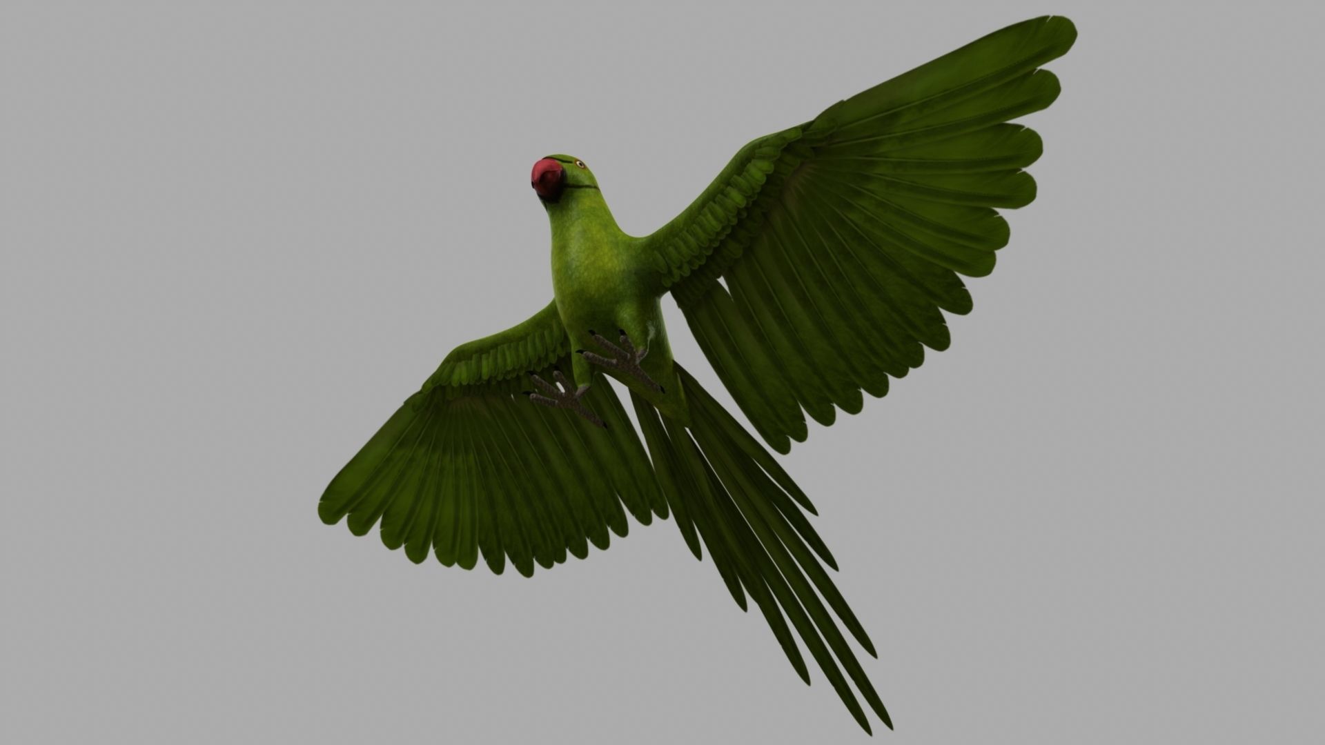 Green Parrot 3D model_18