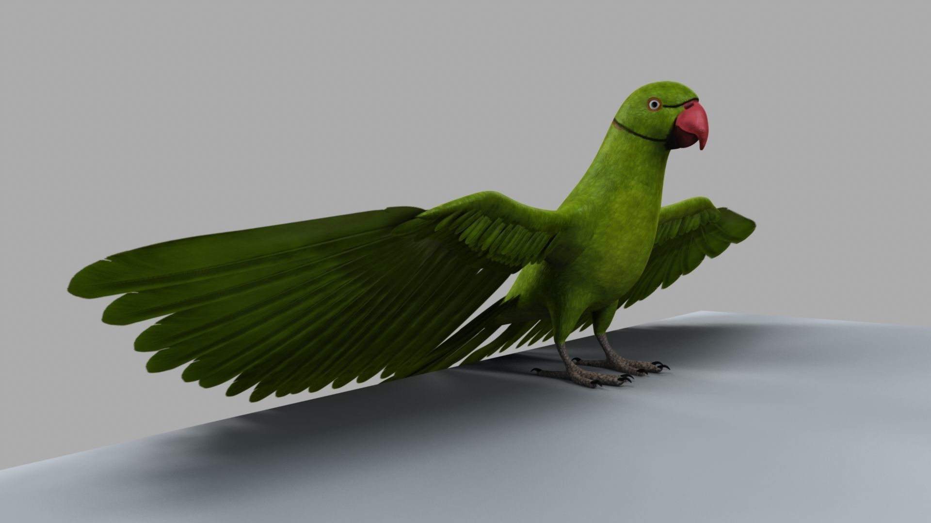 Green Parrot 3D model_11