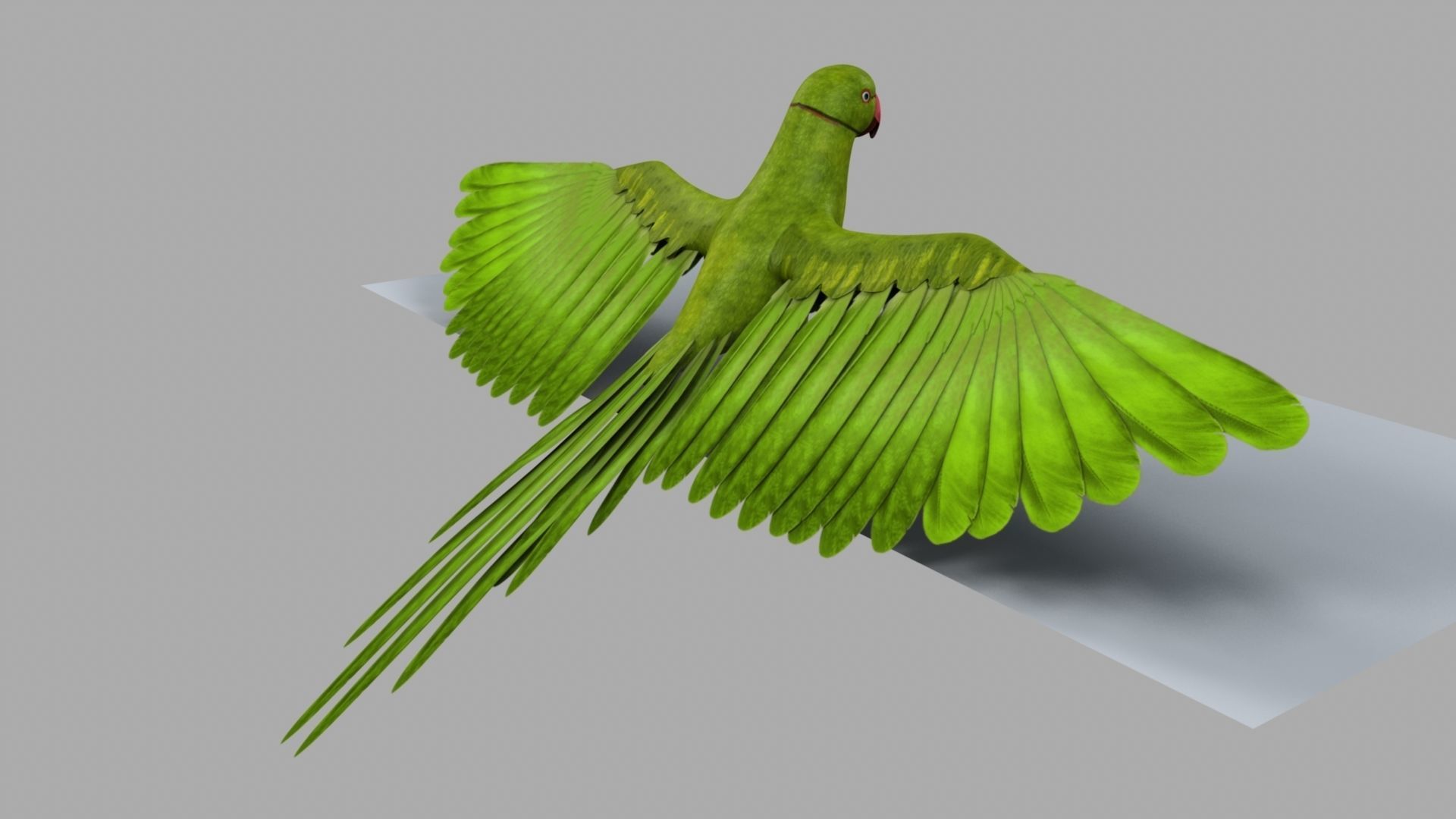 Green Parrot 3D model_16