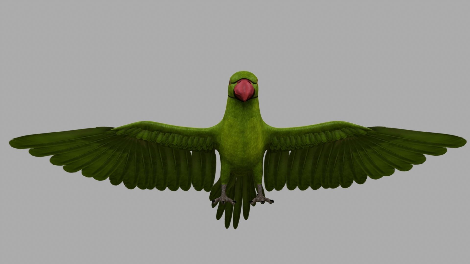 Green Parrot 3D model_13