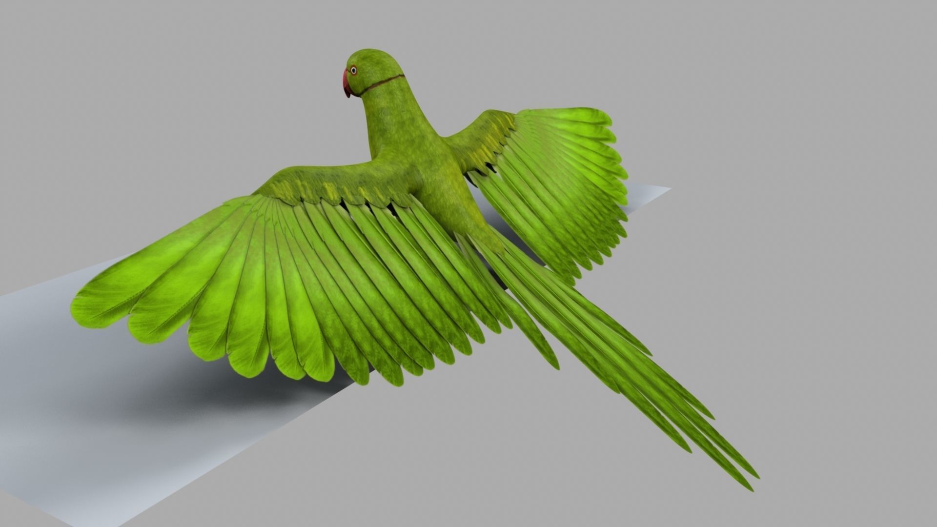 Green Parrot 3D model_2