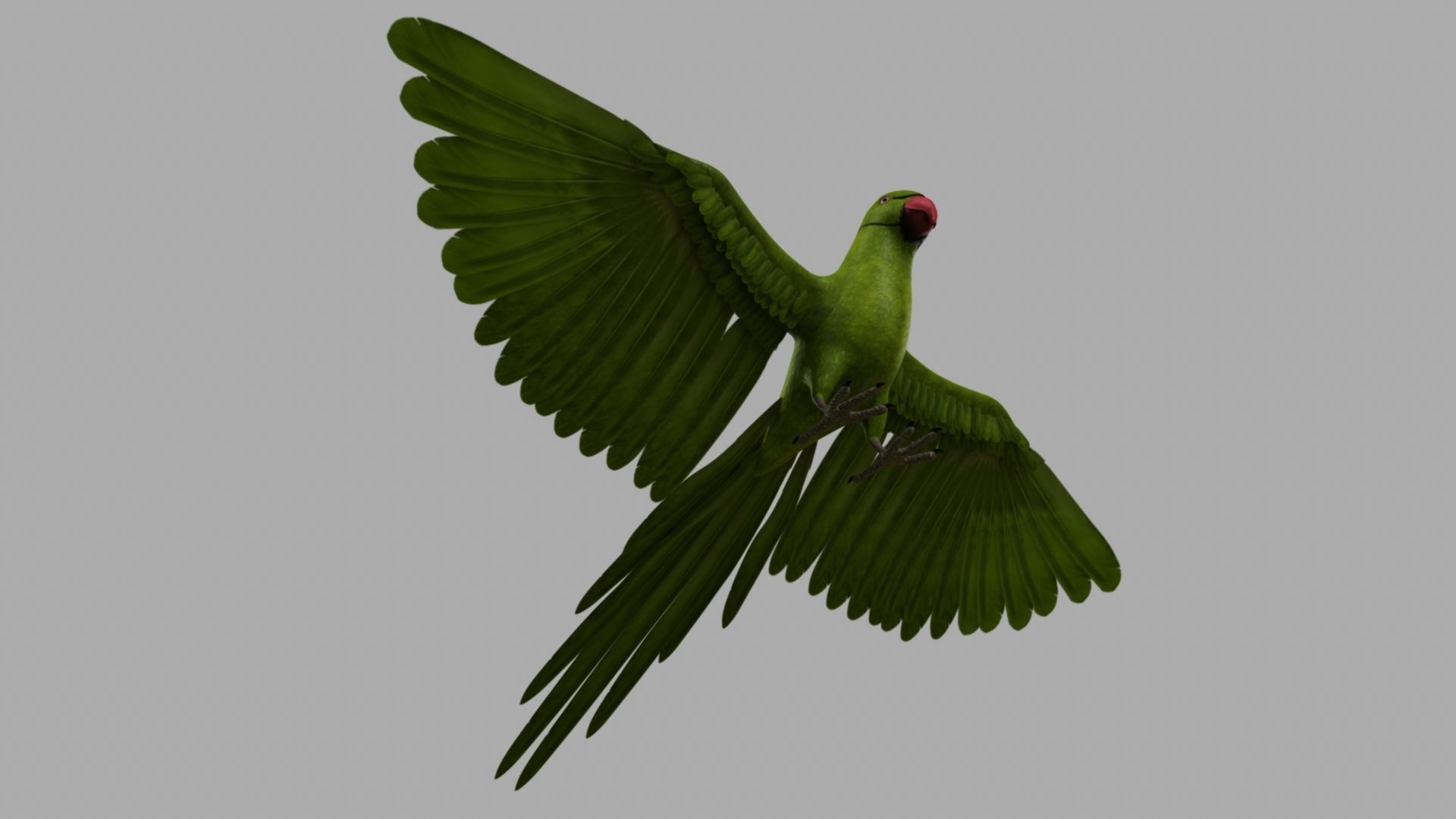 Green Parrot 3D model_29