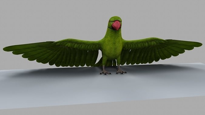 Green Parrot 3D model