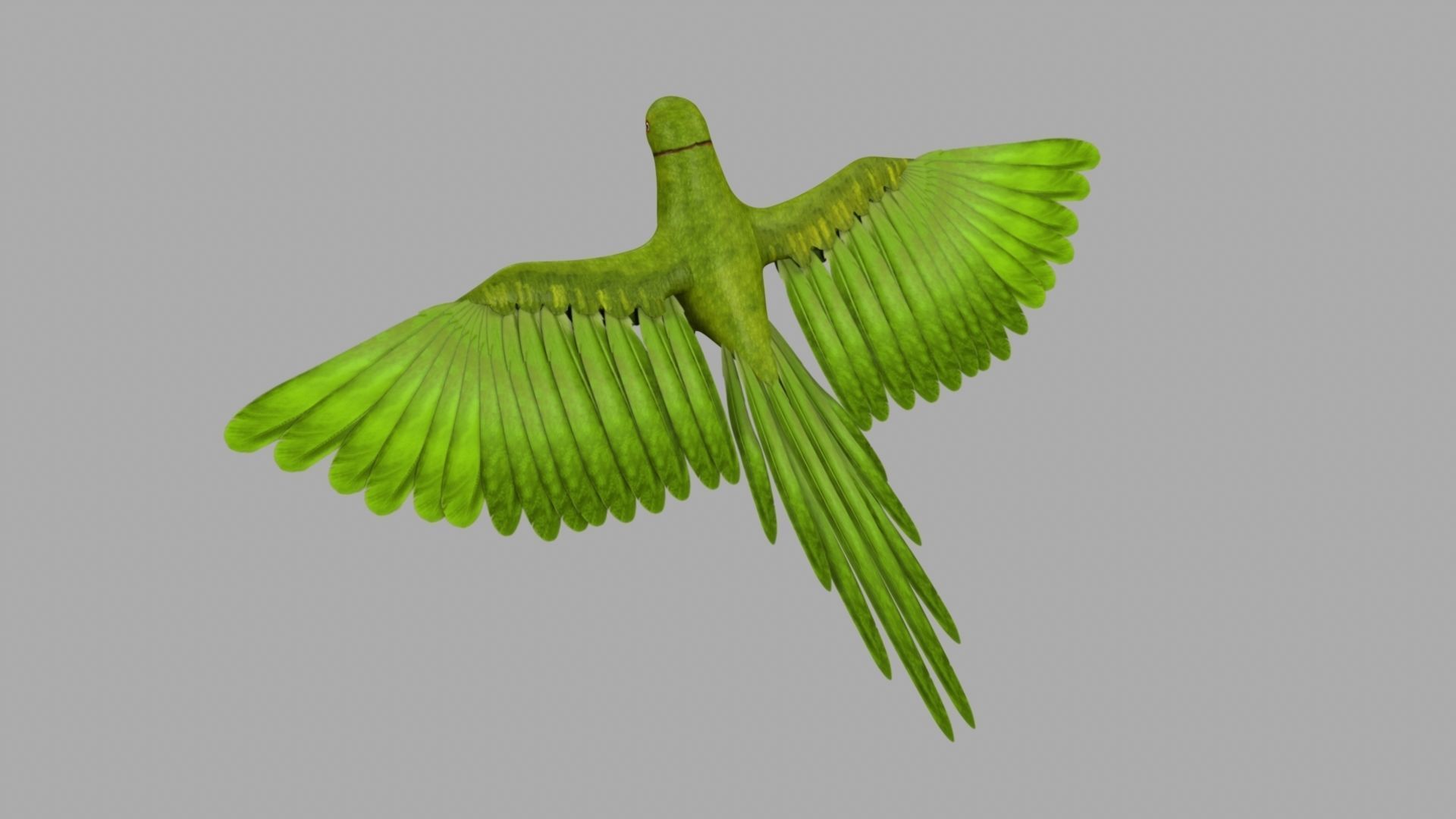 Green Parrot 3D model_17