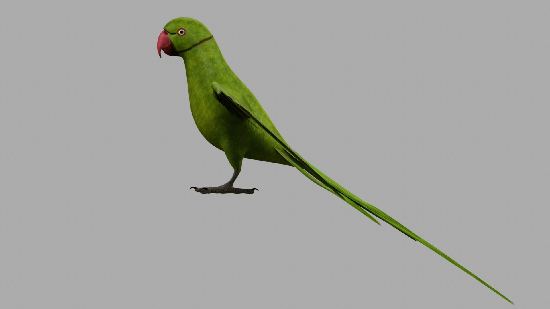 Green Parrot 3D model_28