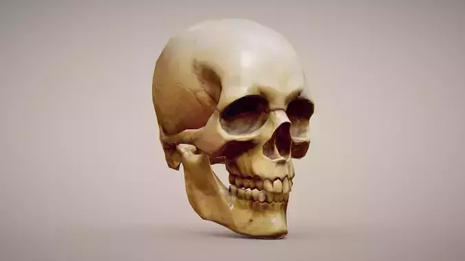 Skull game-ready and 3D print
