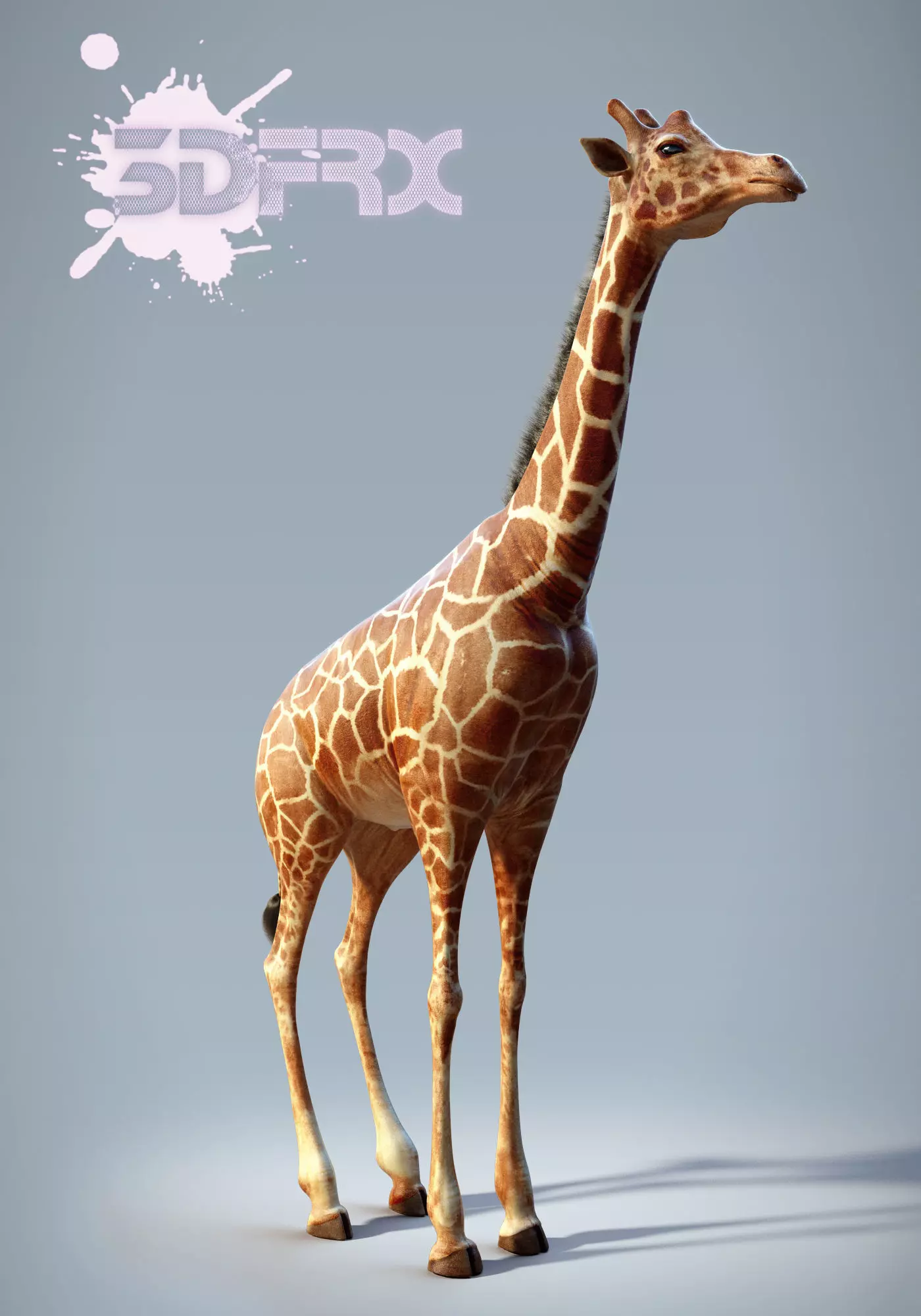 Giraffe 3D model