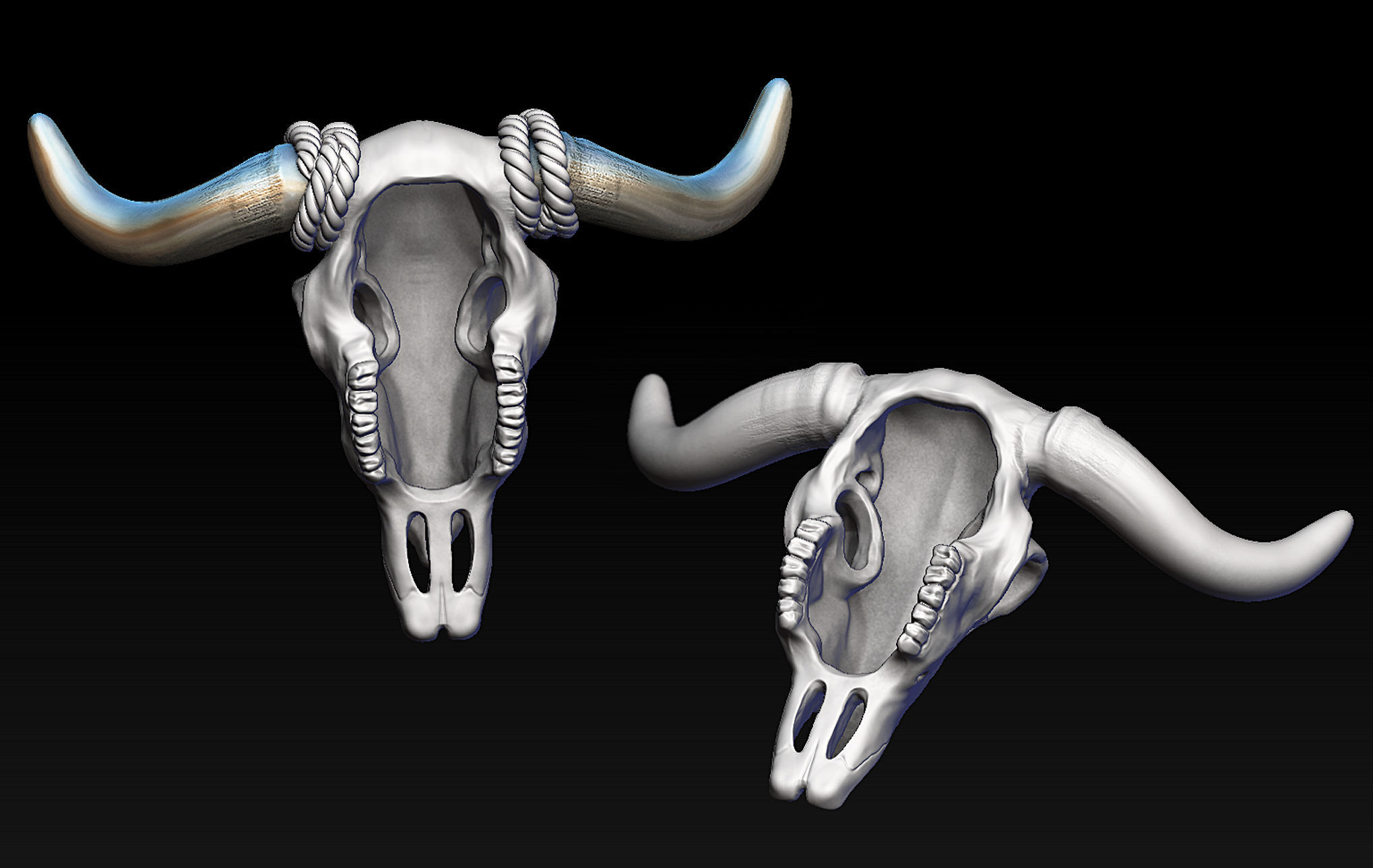 Bull Skull with Separate Horns 3D print model_7