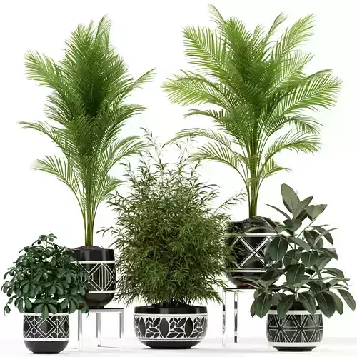 Plants collection 181