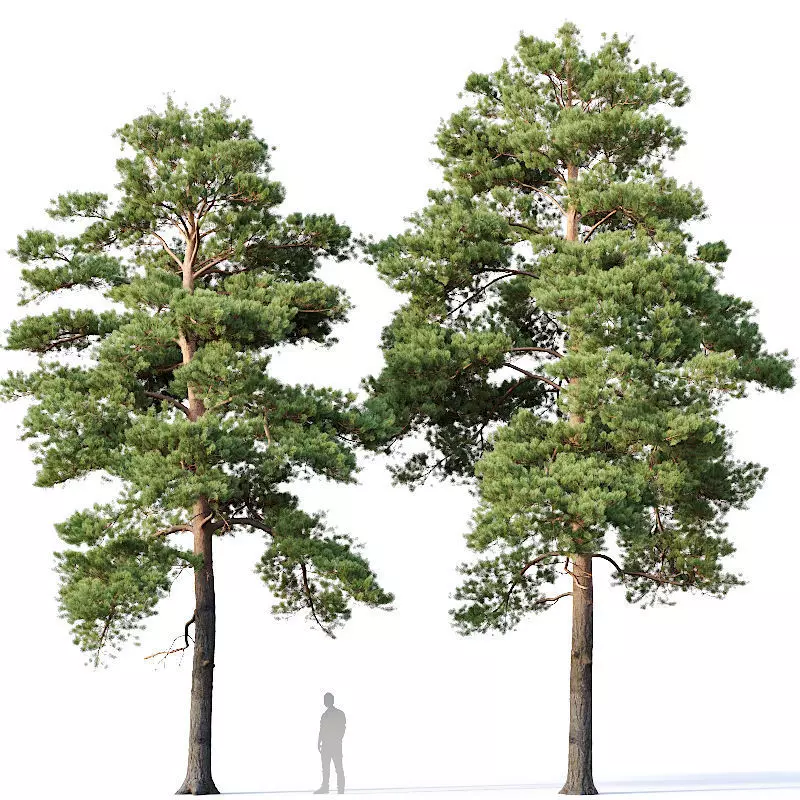 Pinus sylvestris Nr13 H12- 14m Two tree set 3D model_0