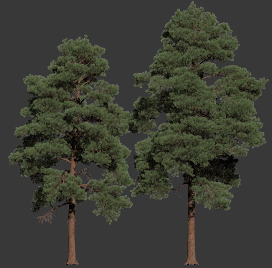 Pinus sylvestris Nr13 H12- 14m Two tree set 3D model_3