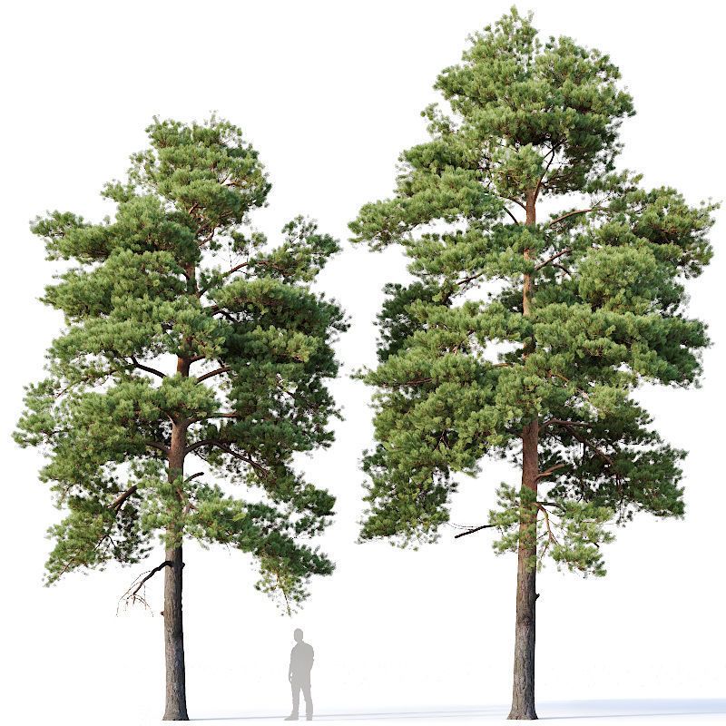 Pinus sylvestris Nr13 H12- 14m Two tree set 3D model_2