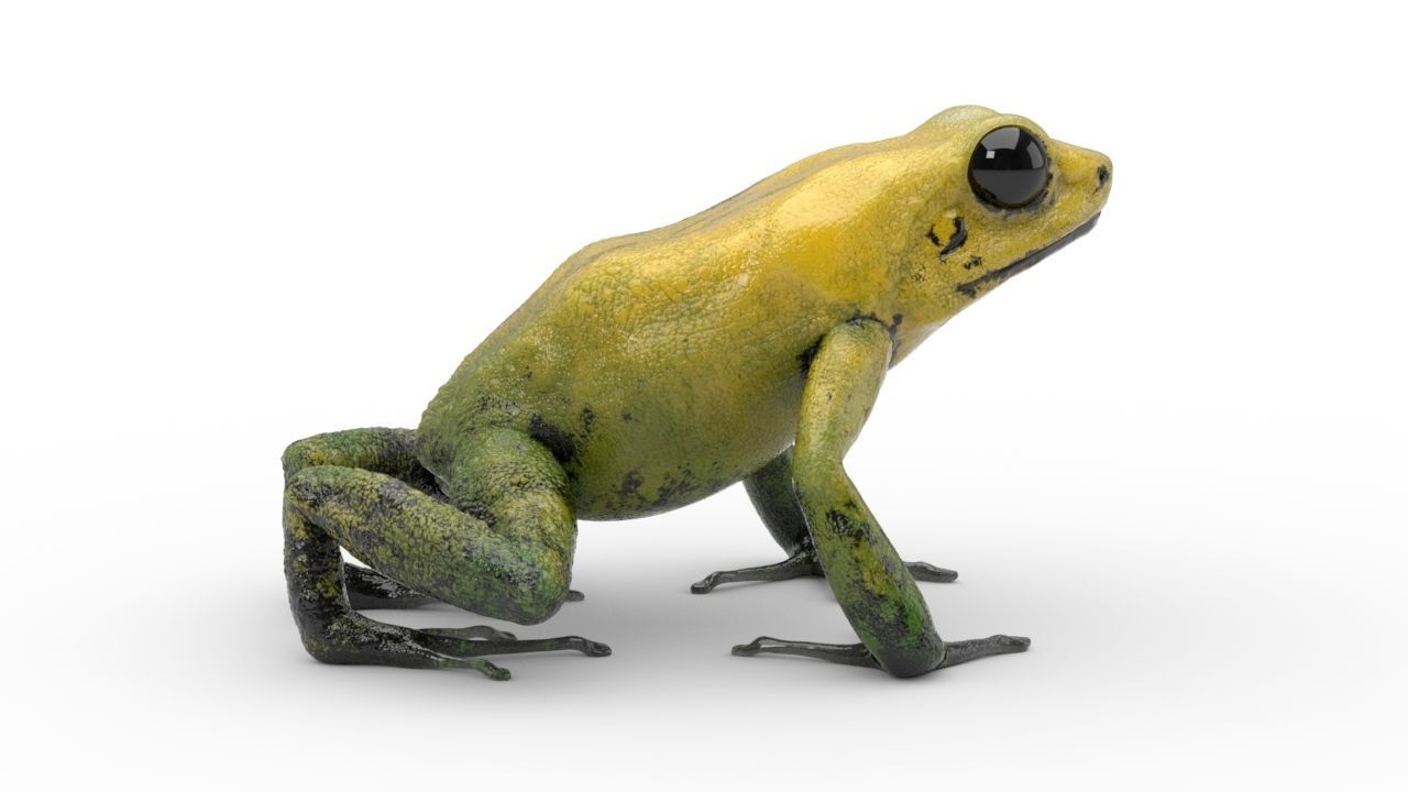 Frog - Golden Poison Dart Frog 3D model_5