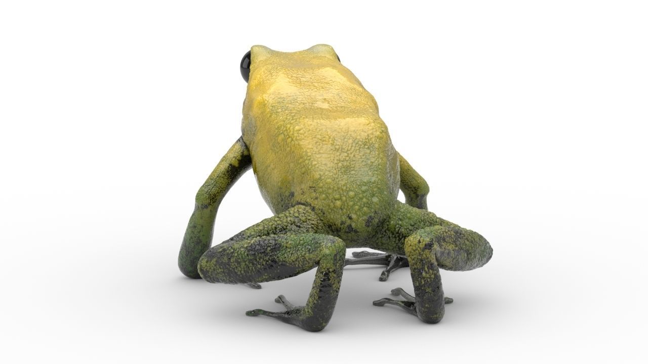 Frog - Golden Poison Dart Frog 3D model_9