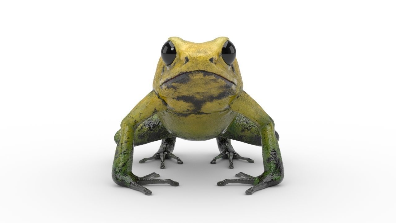 Frog - Golden Poison Dart Frog 3D model_8