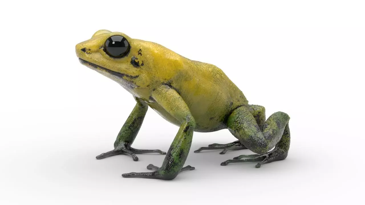 Frog - Golden Poison Dart Frog 3D model_0