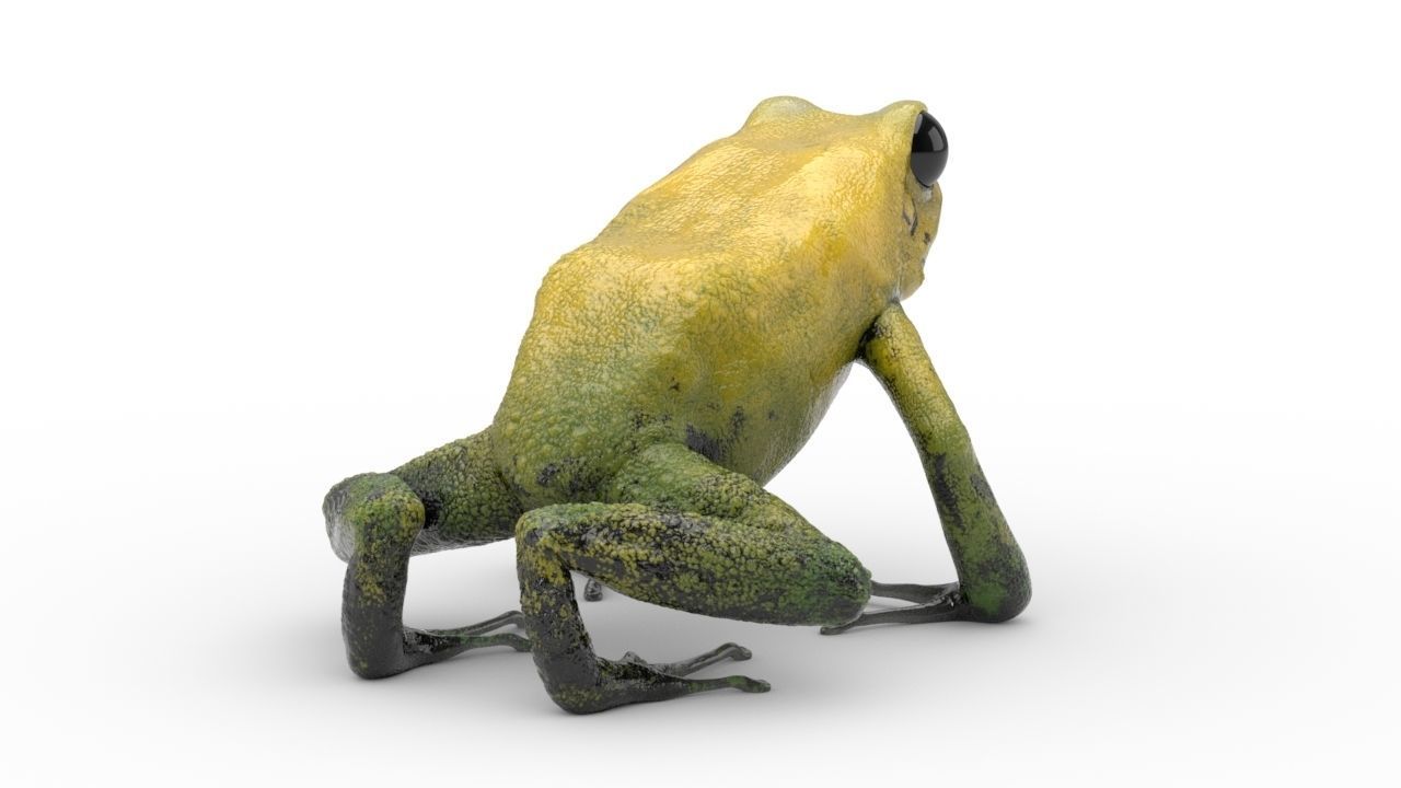 Frog - Golden Poison Dart Frog 3D model_7
