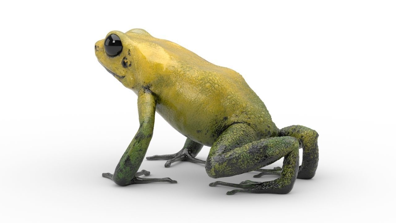Frog - Golden Poison Dart Frog 3D model_10