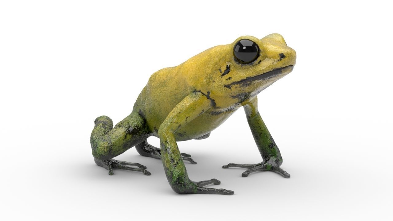 Frog - Golden Poison Dart Frog 3D model_2