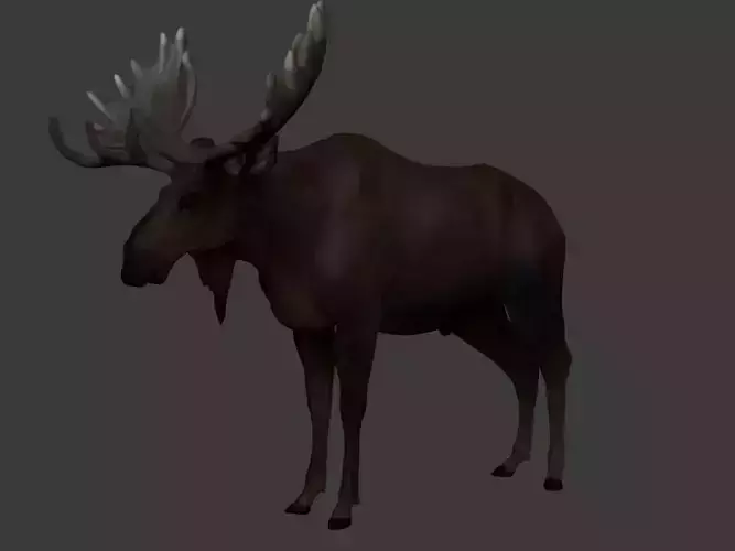Moose