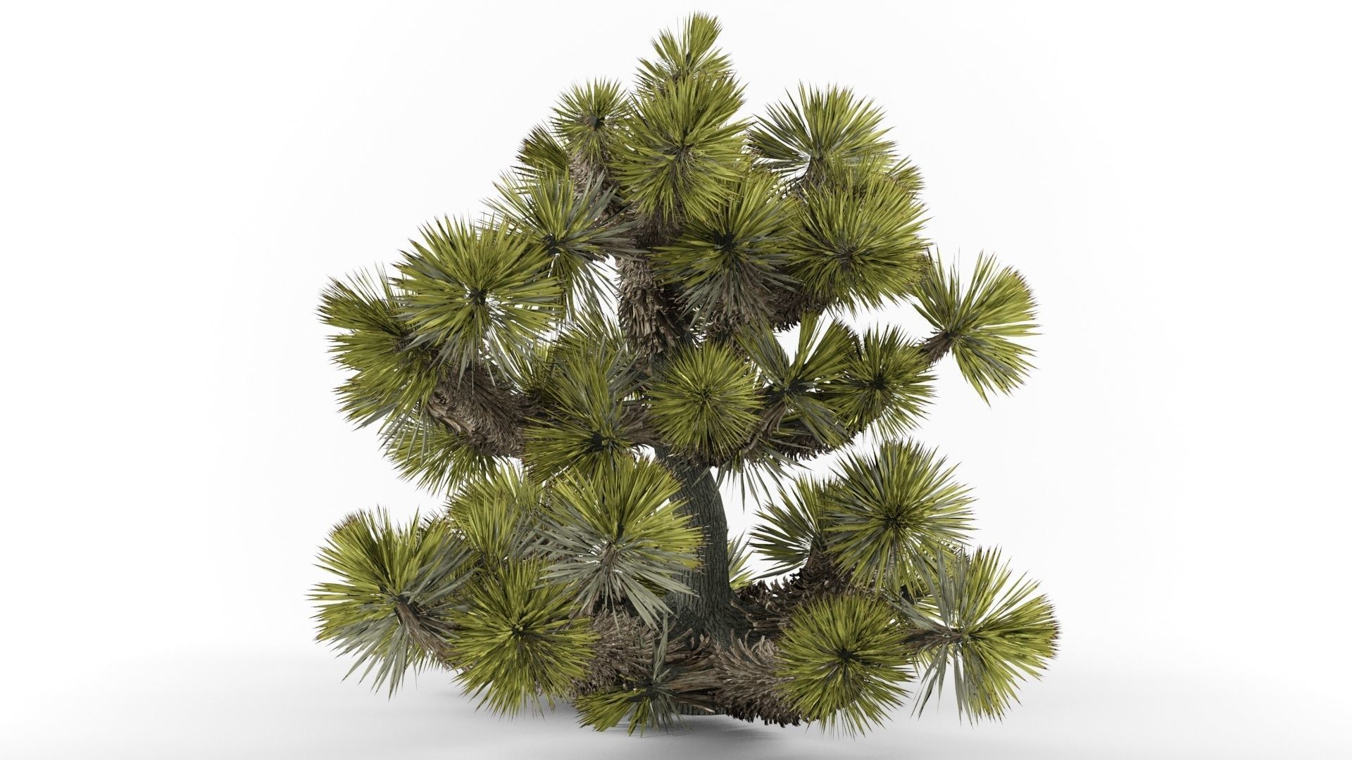 Yucca brevifolia