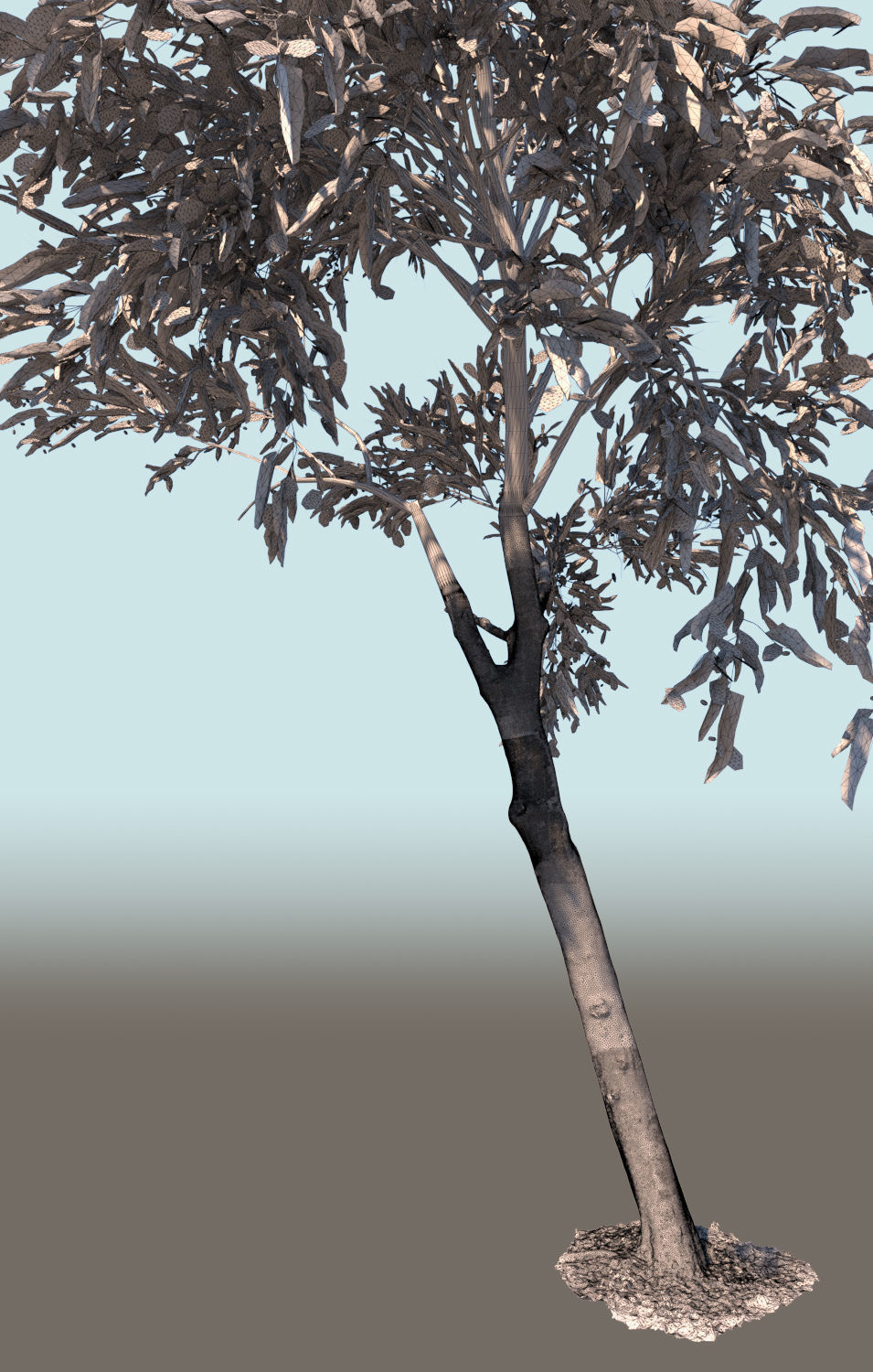 Olea europaea olive tree young A 3D model_5