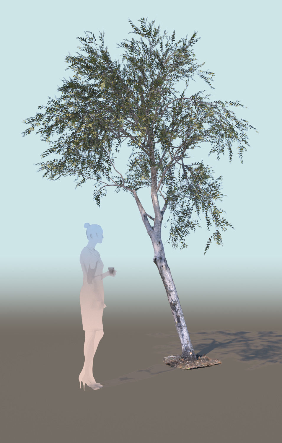 Olea europaea olive tree young A 3D model_4