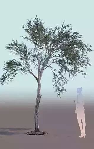 Olea europaea olive tree young A 3D model