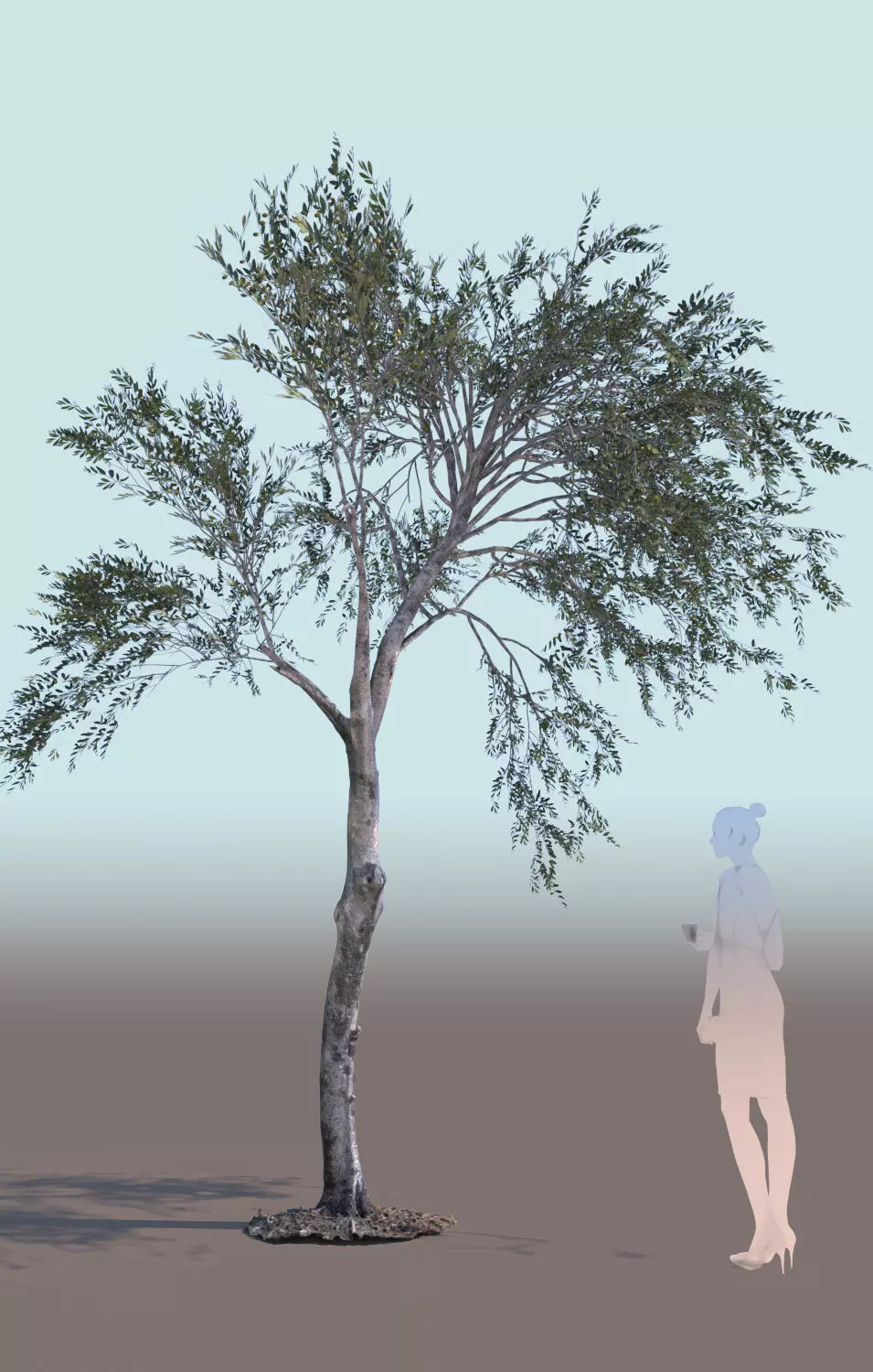 Olea europaea olive tree young A 3D model_0