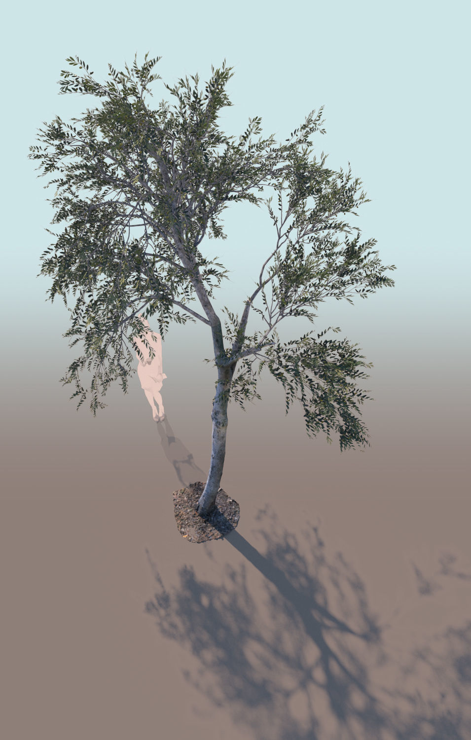 Olea europaea olive tree young A 3D model_2