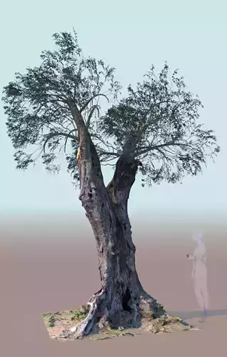 Olea europaea olive tree mature pruned 3D model