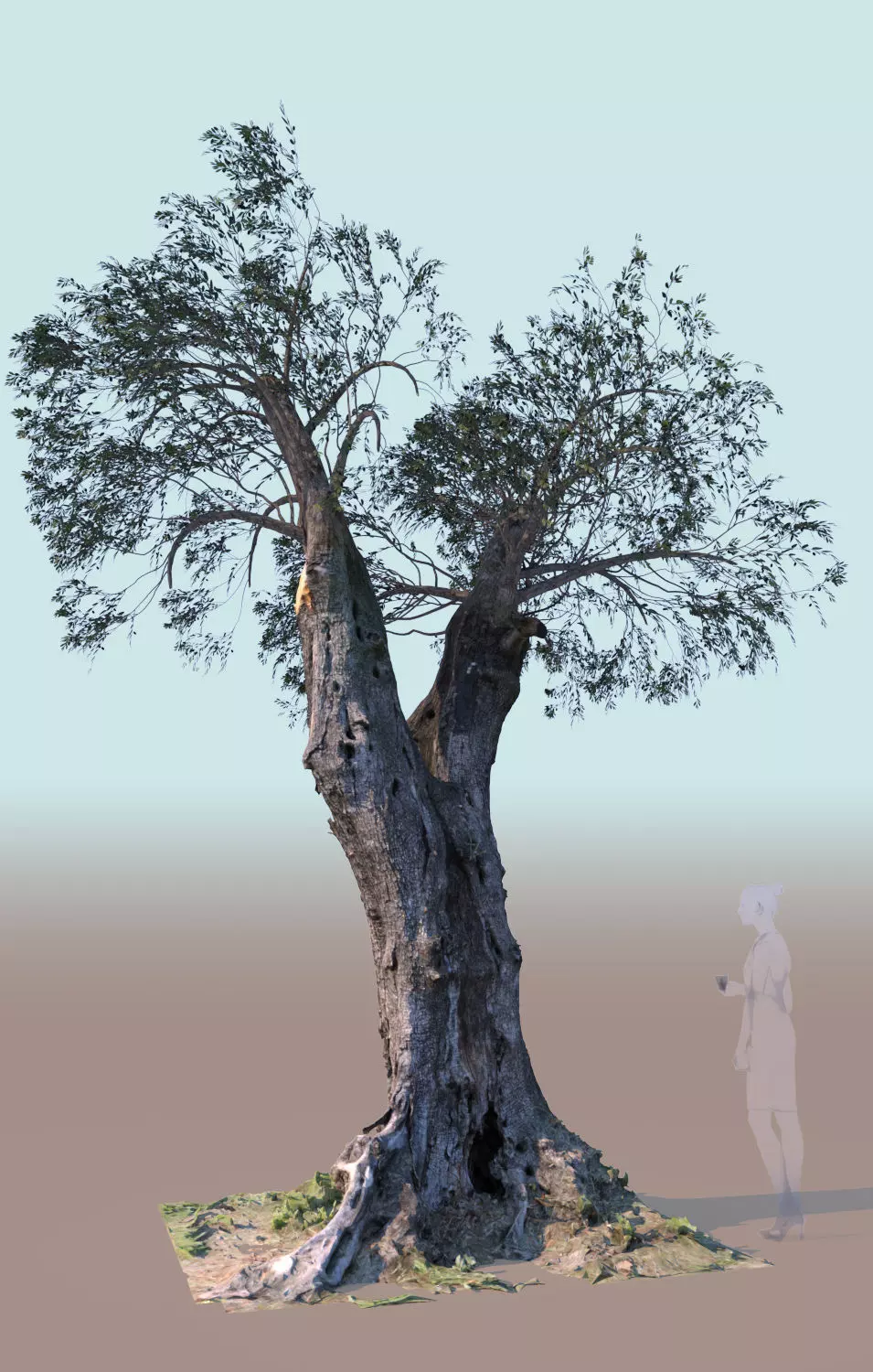Olea europaea olive tree mature pruned 3D model