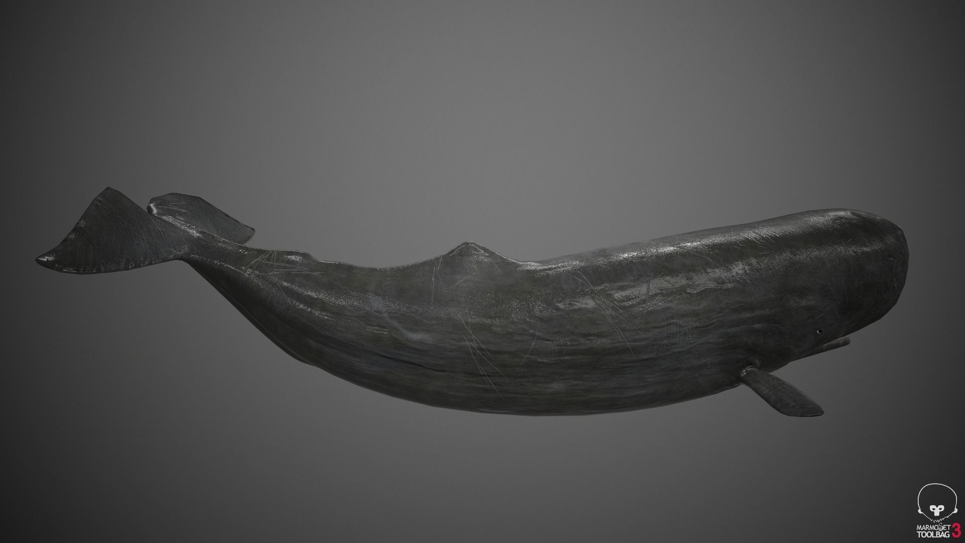 Sperm Whale Low-poly 3D model_13