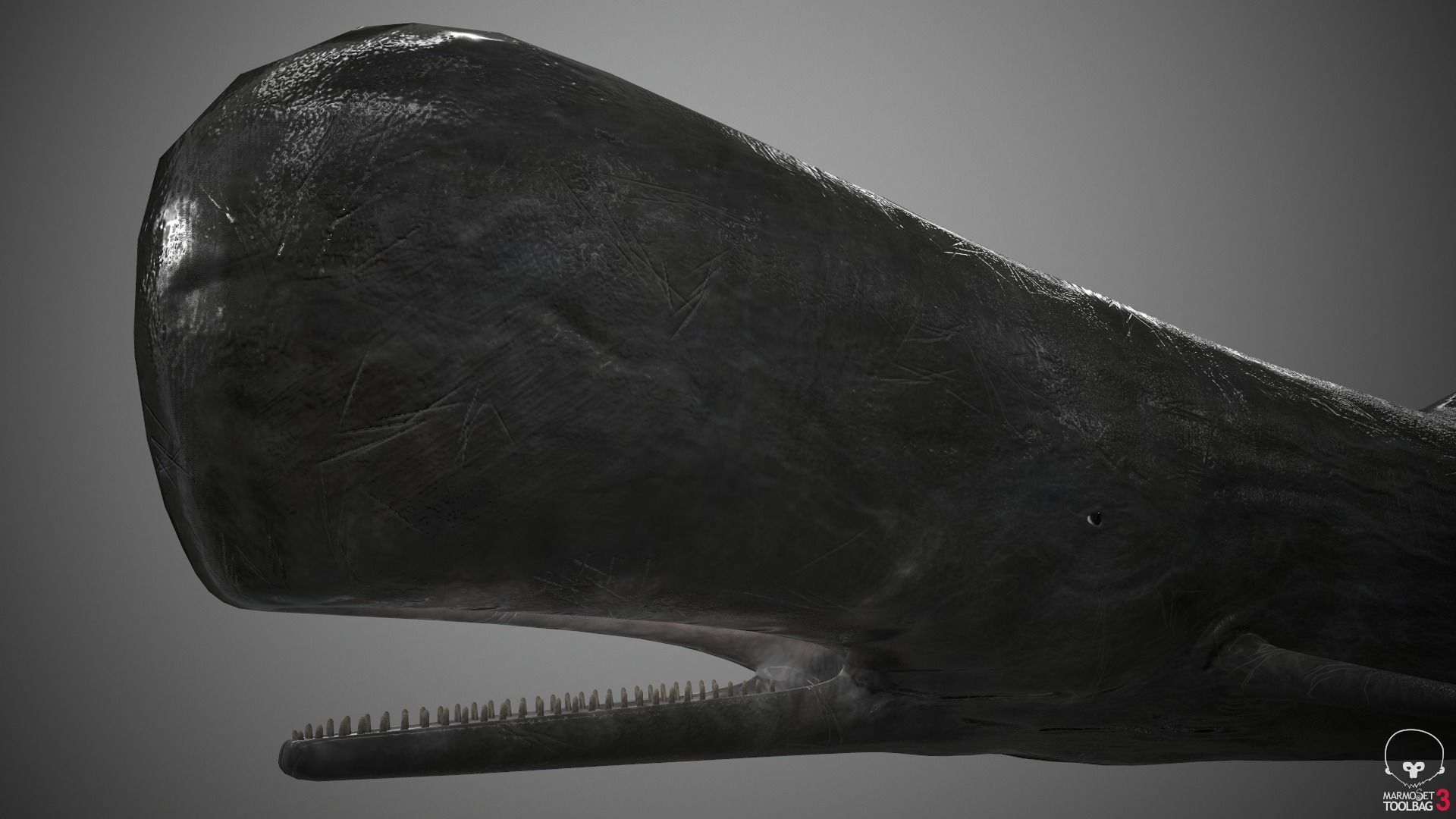 Sperm Whale Low-poly 3D model_12